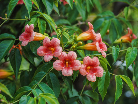 Closeup of beautiful pink red flowers of trumpet vine or trumpet creeperの写真素材