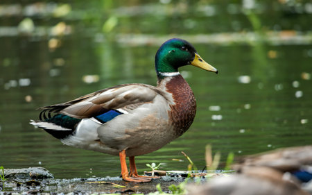 wild duck on a pond is on the shore