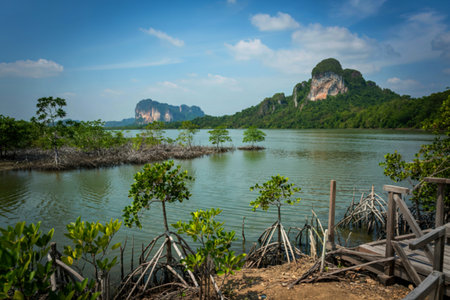 mangrove forest landscape at Thapom, Klong Song Nam, Krabi, Thailandの写真素材