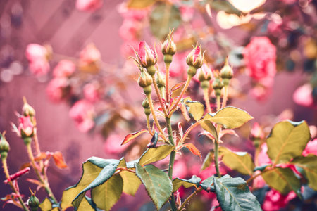 Close up rose buds with sun glare concept photoの写真素材