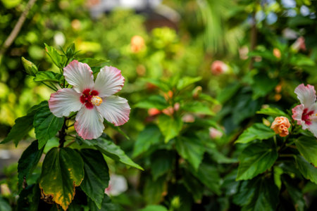 white hibiscus flower in the gardenの写真素材