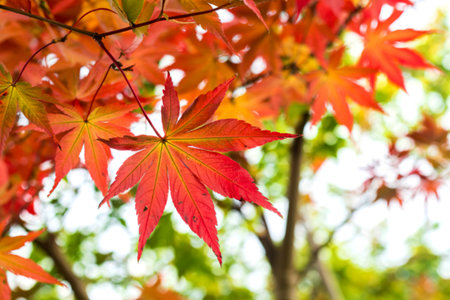 A close-up shot of a single, brilliantly colored Japanese maple leaf hanging from a branch,...
