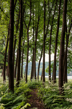A narrow trail winds through a dense forest of tall trees, their leaves creating a canopy overhead. A glimpse of a calm lake is visible in the distance.の写真素材