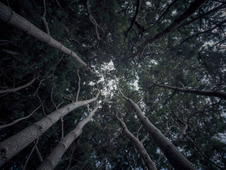A low-angle view showcases the towering tree trunks and interwoven branches of a dense forest, creating a dramatic, upward perspective.の写真素材
