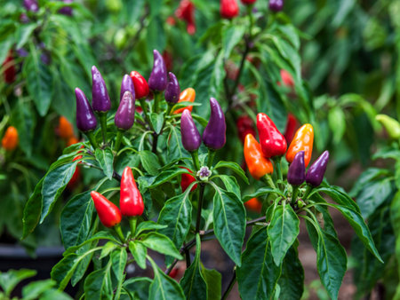 Purple, red and orange chilli peppers growing on a plant, variety Purple