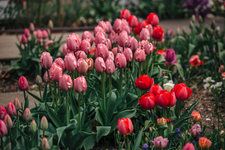 Mixed display of pink and red tulips flowering in a garden in springtime