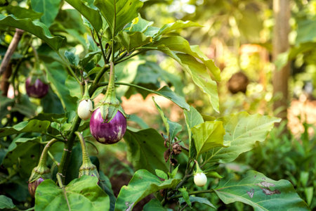 Thai eggplant vegetable in farm