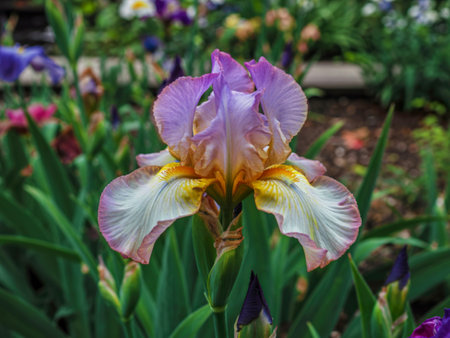 Closeup of a lovely iris flower with purple and yellow petals in a garden