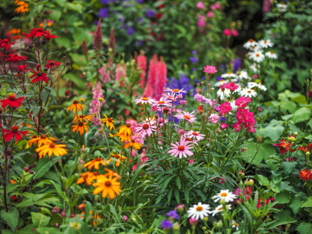 Colourful flowers blooming in a mixed herbaceous border in a late summer gardenの写真素材