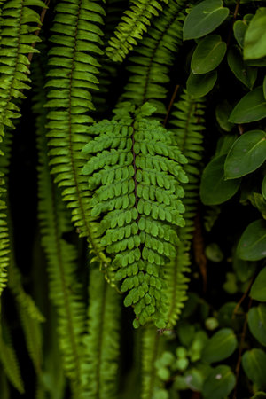 Leptosporangiate fern