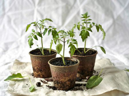 Three tomato seedlings, variety Red Robin, growing in fibre pots on a white background