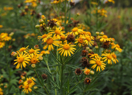 Finished brown flower heads on a silver ragwort plant, Jacobaea maritima, in winter