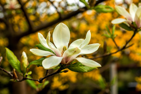 Close up view of Magnolia flower with yellow bloom backgroundの写真素材