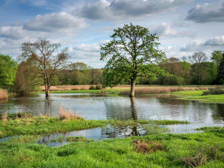 Annually flooded meadow at Wheldrake Ings Nature Reserve, North Yorkshire, England