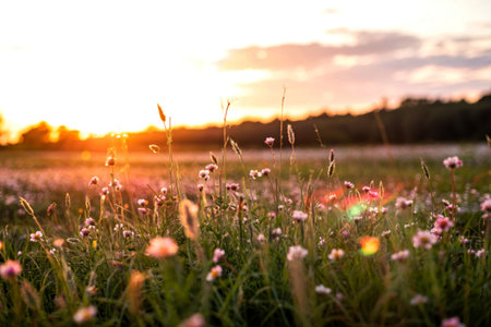Grass flower illuminated with golden sunshine