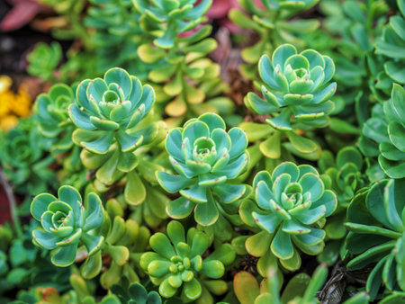 Closeup of the growing tips of the sedum Rhodiola rosea seen from aboveの写真素材
