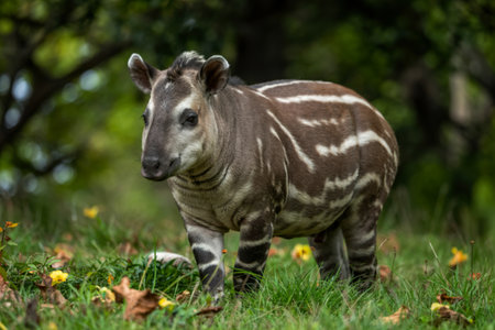 South American tapirの写真素材