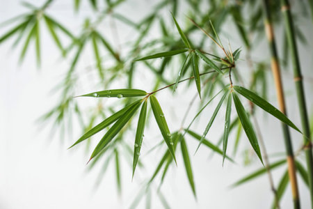 Fresh bamboo leaves border with water drop isolated on white background, botanical zen forest