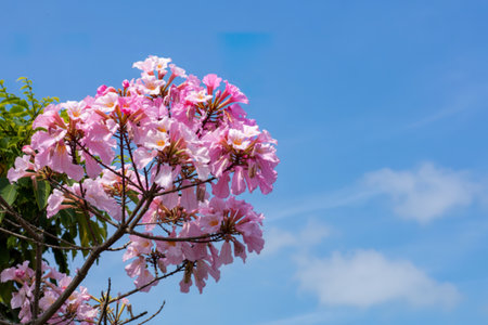 Pink trumpet tree or Tabebuia rosea with blue sky background
