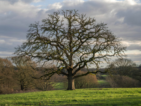 English oak tree on a sunny winter day in a park in North Yorkshireの写真素材