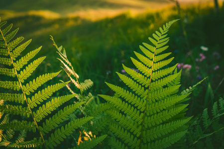 Close-up view of two vibrant green fern fronds bathed in sunlight, set against a softly blurred background of a verdant meadow.の写真素材