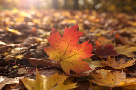 A single vibrant red and yellow maple leaf rests on a bed of fallen autumn leaves, bathed in soft...