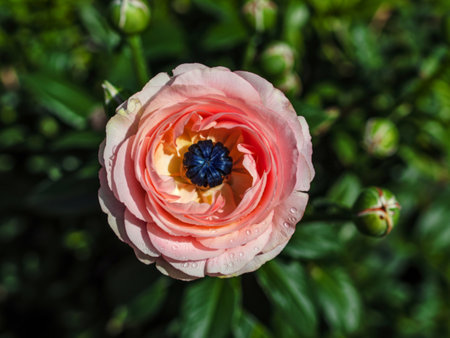 A close-up view of a single, light peach-colored ranunculus flower. Water droplets adorn its petals,...