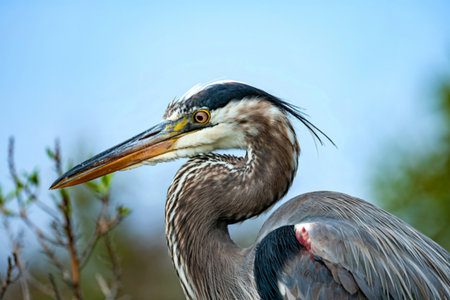 Side profile view of Great blue Heronの写真素材
