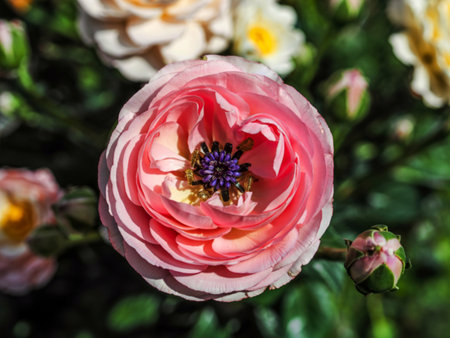 A vibrant pink Persian buttercup blossom is showcased in detail, its numerous petals surrounding a...