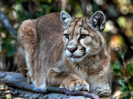 Cougar Puma concolor