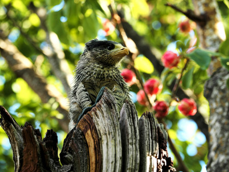 A wet, fluffy Powerful Owl chick sits on a weathered tree stump, surrounded by a blurred background of green foliage and pink blossoms.の写真素材
