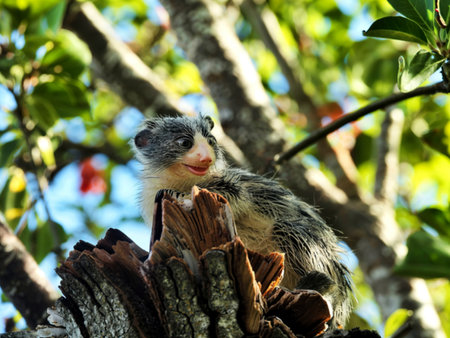 A charming young potto, with its distinctive features and fluffy fur, sits on a weathered tree...