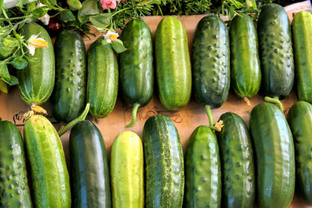 Cucumbers in a row at the market place outdoor in Mediterraneanの写真素材