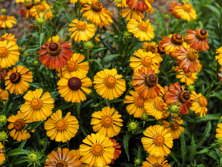 Bright yellow Helenium sneezeweed flowers seen from above after a rain shower