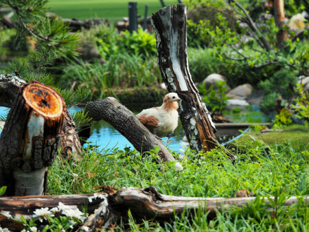 A pale, fluffy bird rests on a network of fallen tree branches near a body of water. Lush green...