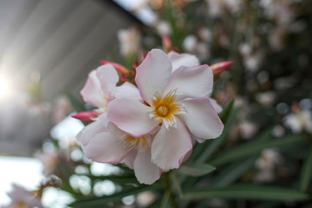 Close-up view of a pale pink oleander flower in bloom, showcasing its delicate petals and yellow center. The background is softly blurred, highlighting the flower.の写真素材