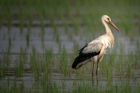 A single Asian Openbill Stork stands in shallow water amongst vibrant green rice plants. Its plumage is predominantly white with black wing markings.の写真素材
