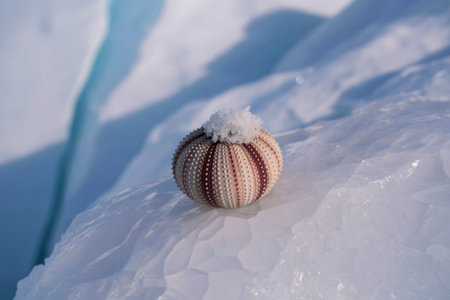 A close-up shot of a sea urchin shell resting on a piece of ice, adorned with a small dusting of...