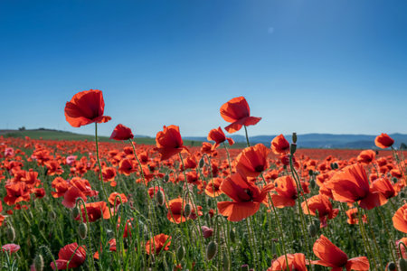 A breathtaking view of a vast field brimming with bright red poppies under a clear blue sky. The poppies are in full bloom, creating a stunning natural landscape.の写真素材