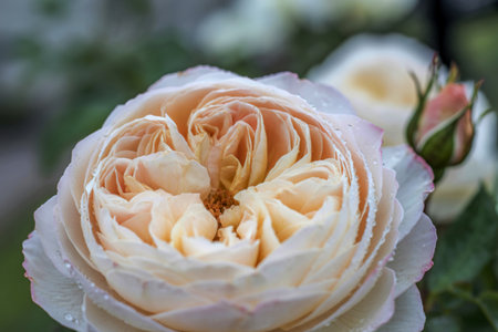 A detailed close-up captures a pale pink rose, its petals delicately layered and adorned with morning dew. The soft focus background highlights the rose's beauty.の写真素材