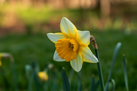 A close-up shot of a single daffodil with white petals and a vibrant yellow cup, standing tall in a field of blurred green grass.の写真素材