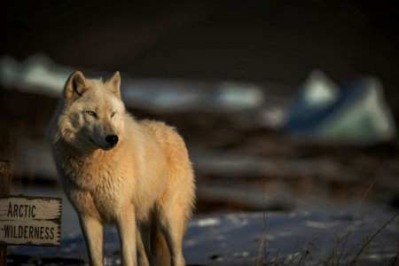 A majestic Arctic wolf stands alert in a snowy landscape, its white fur contrasting with the muted...