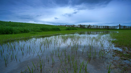 A tranquil scene of a flooded pasture with young green grass emerging from the shallow water. A...