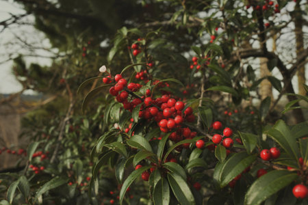 A close-up shot reveals a cluster of bright red berries nestled amongst the glossy green leaves of...