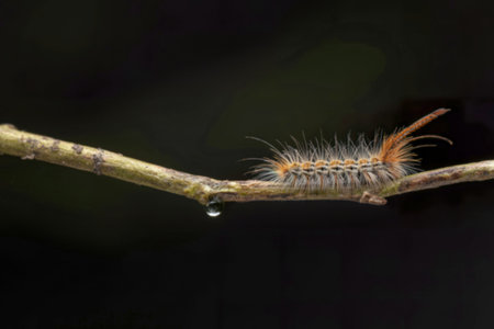 A close-up shot reveals a hairy caterpillar with orange and white segments crawling on a slender twig. A single dewdrop hangs below.の写真素材