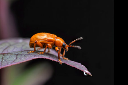 A vibrant orange beetle with intricate details is captured in a close-up shot, perched on a dark...