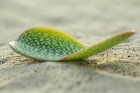 A close-up shot reveals a single, vibrant green aloe leaf with distinctive white markings,...
