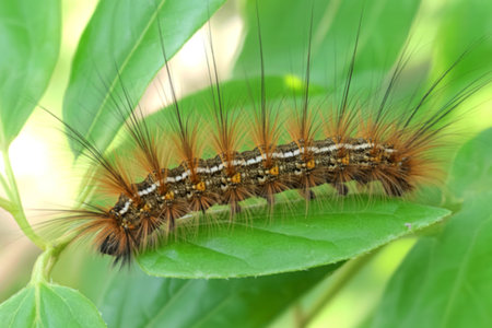 A close-up photograph reveals a caterpillar with long, hairy bristles in shades of brown and gold....