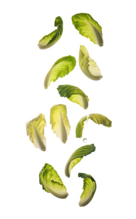 Multiple fresh Napa cabbage leaves are captured mid-air, falling gracefully with a single water droplet visible, against a clean white background.の写真素材