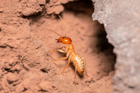 A detailed close-up photograph shows a light brown termite near the entrance of its burrow in the...